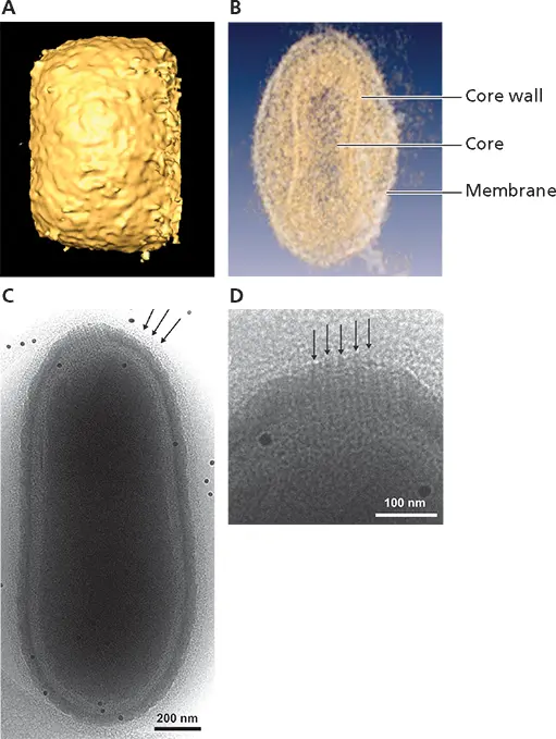 Figure 429 Virus particles with alternative architectures Structural features - фото 135