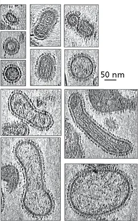 Cryoelectron tomogram sections of influenza A virus particles strain PR8Bar - фото 131