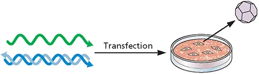 BOX 39 METHODS Synthesis of infectious horsepox virus from chemically - фото 90