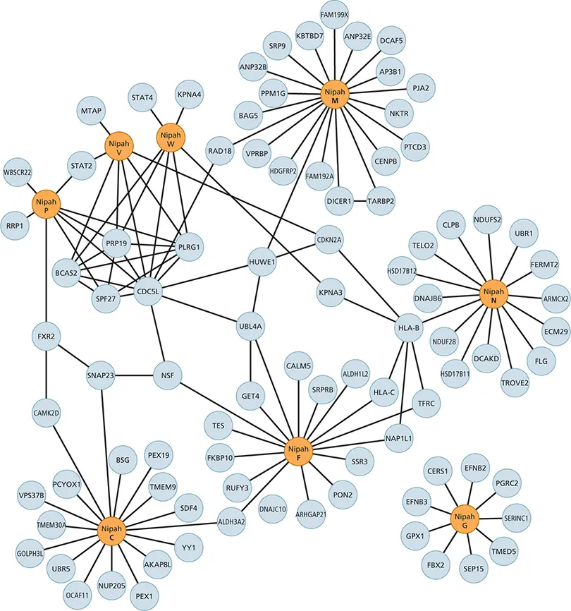 Figure 221 Interactions between human proteins and Nipah virus proteins - фото 61