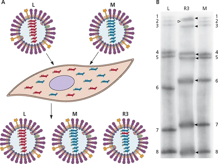 Figure 311 Reassortment of influenza virus RNA segments AProgeny viruses of - фото 89