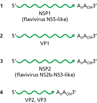 RNA genome of JMTV virusThe viral genome comprises four segments of - фото 87
