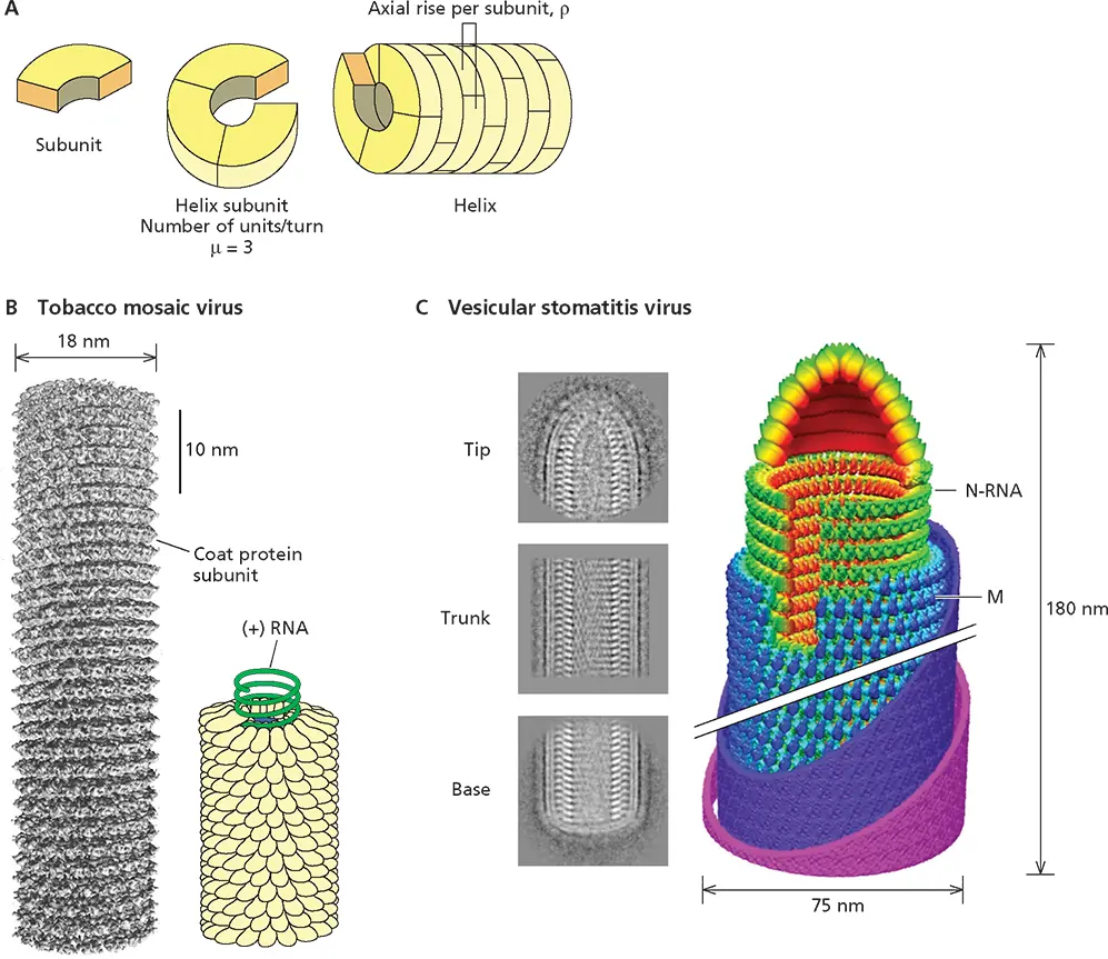 Figure 46 Virus structures with helical symmetry ASchematic illustration of - фото 104