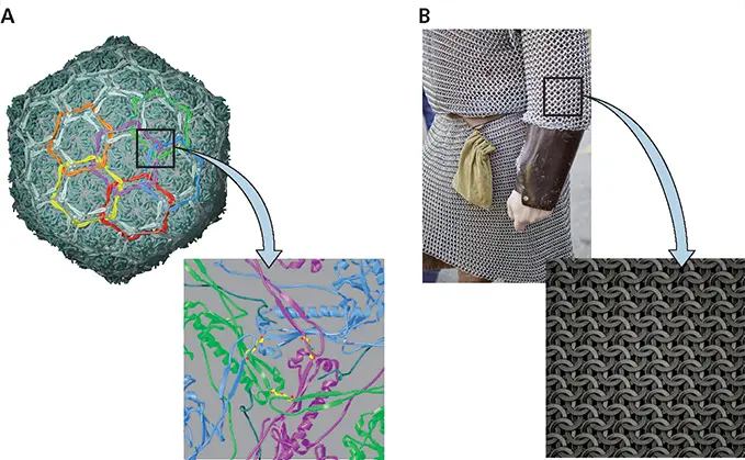 Chain mail in the bacteriophage HK97 capsid AThe exterior of the HK97 capsid - фото 110