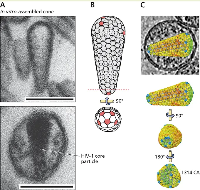 Li S Hill CP Sundquist WI Finch JT 2000 Image reconstructions of helical - фото 120