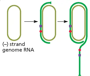 Hepatitis delta satellite strand genome RNA is copied by RNA polymerase II - фото 71