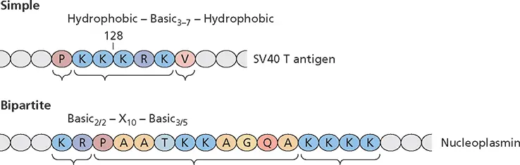 Figure 525 Nuclear localization signals The general form and specific - фото 166