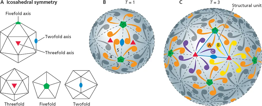 Figure 49 Icosahedral packing in simple structures AAn icosahedron which - фото 107