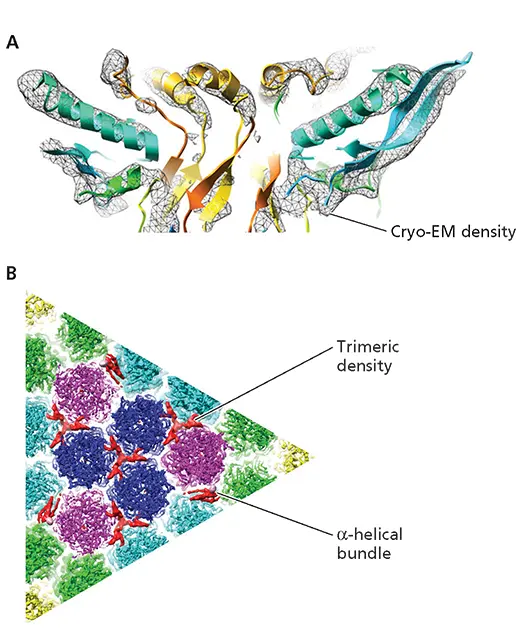 Figure 45 Difference mapping illustrated by a 6Åresolution reconstruction of - фото 102