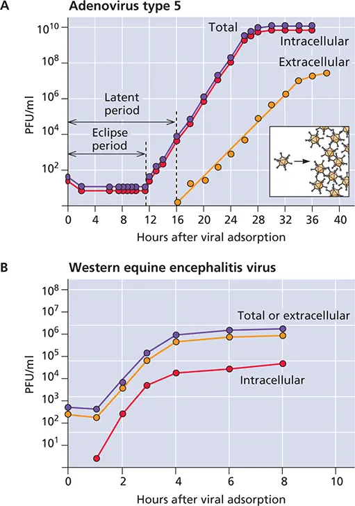 Figure 219 Onestep growth curves of animal viruses AGrowth of a - фото 59