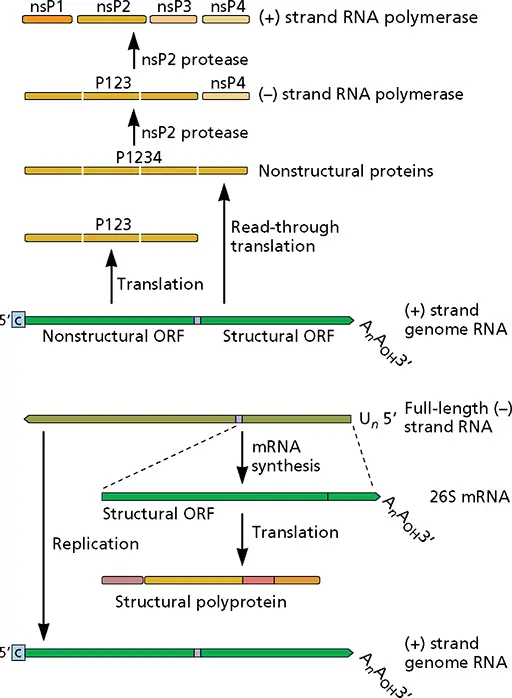 Figure 616 Genome structure and expression of an alphavirus Sindbis virus - фото 189