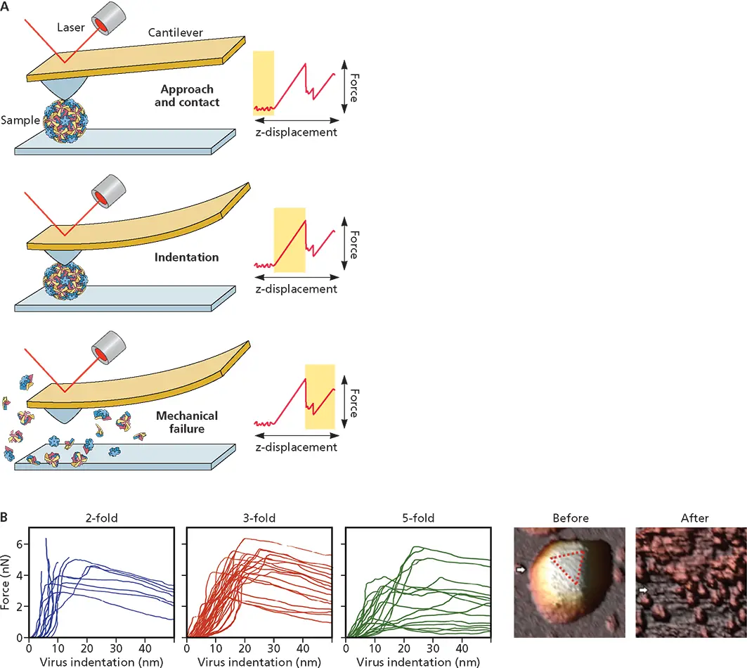 Figure 430 Atomic force microscopy and its application to human adenovirus - фото 136