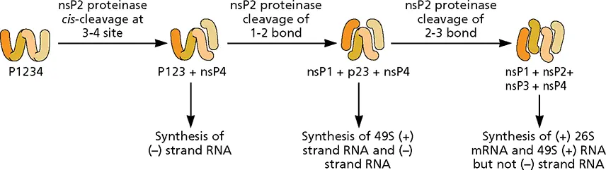 Figure 617 Three RNA polymerases with distinct specificities in - фото 190