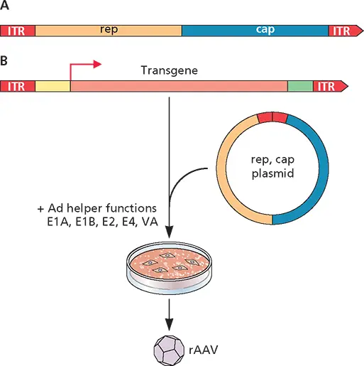 Figure 315 Adenoassociated virus vectors AMap of the genome of wildtype - фото 94