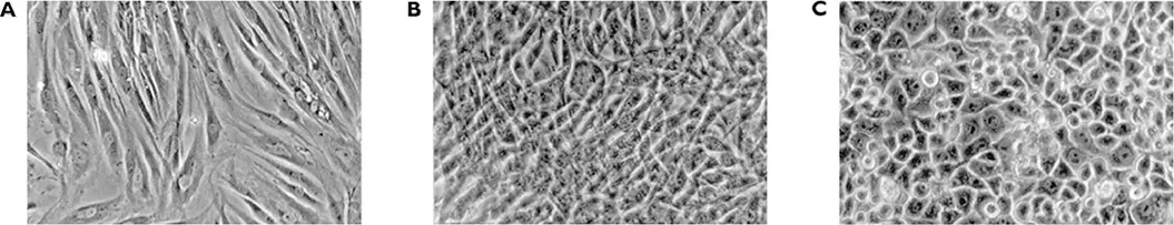 Figure 22 Different types of cell culture used in virology Confluent cell - фото 32