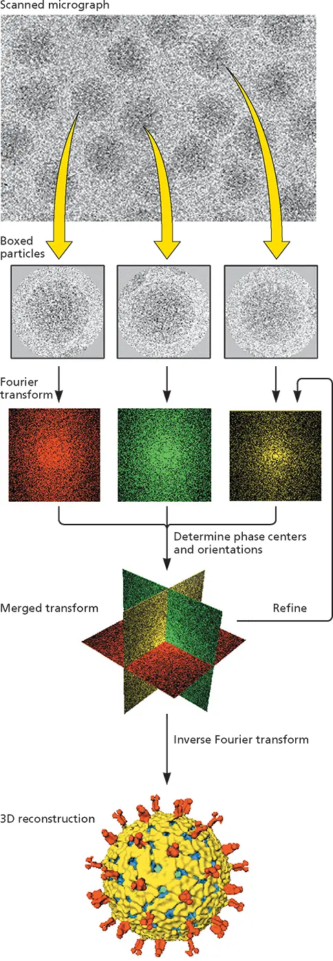 Figure 43 CryoEM and image reconstruction illustrated with rotavirus - фото 100