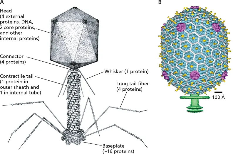 Figure 426 Morphological complexity of bacteriophage T4 AA model of the - фото 132