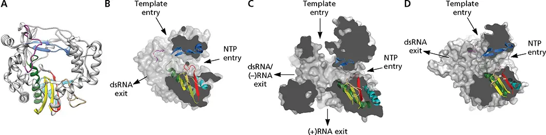 Figure 65 Structural elements of viral RNAdependent RNA polymerase ARibbon - фото 178