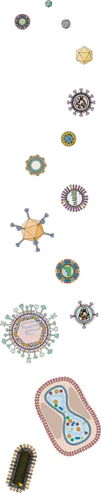Introduction Functions of the Virion Nomenclature Methods for Studying Virus - фото 96