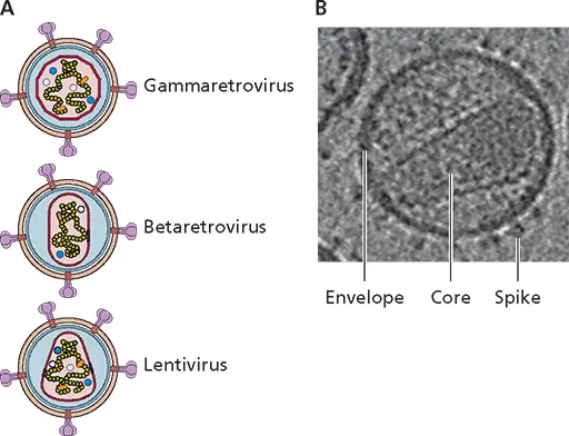 Figure 418 Asymmetric capsids of retroviruses AVariation in the morphology - фото 119