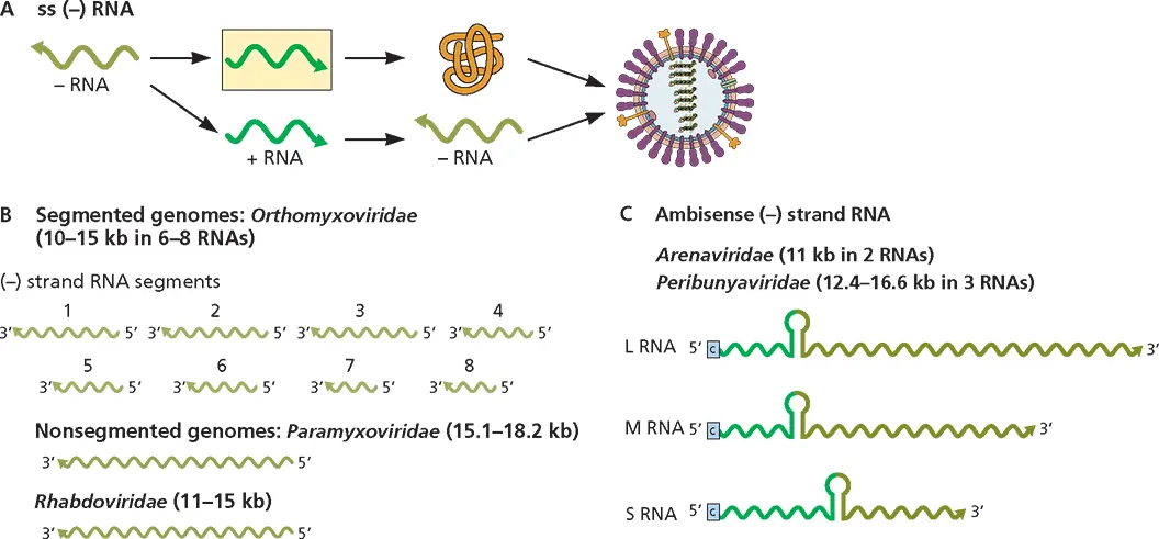 Figure 38 Structure and expression of viral singlestranded RNA genomes - фото 74