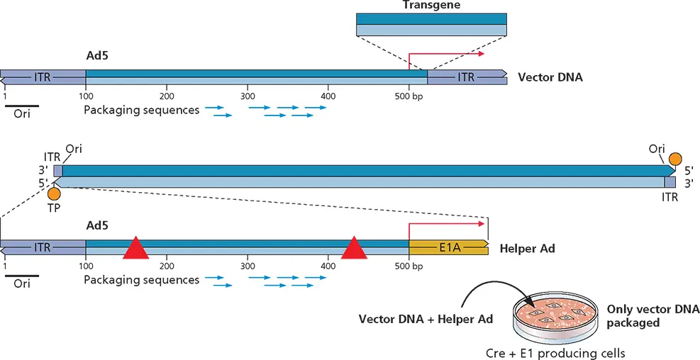 Figure 314 Adenovirus vectors Highcapacity adenovirus gutless vectors - фото 93