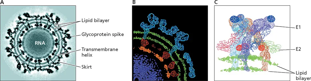 Figure 424 Structure of a simple enveloped virus Sindbis virus ACross - фото 128