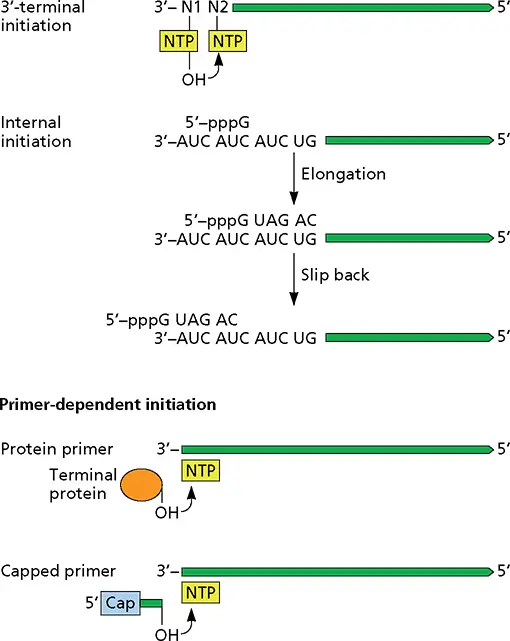 Figure 67 Mechanisms of initiation of RNA synthesis De novo initiation may - фото 180