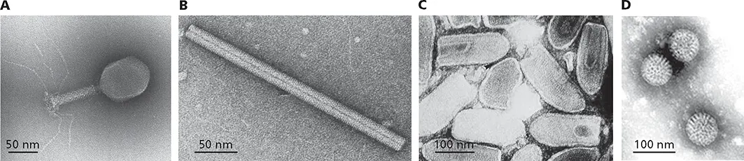 Figure 19 Electron micrographs of virus particles following negative staining - фото 18