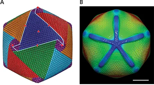 Figure 428 Features of mimivirus capsids ACryoEM reconstruction of - фото 134