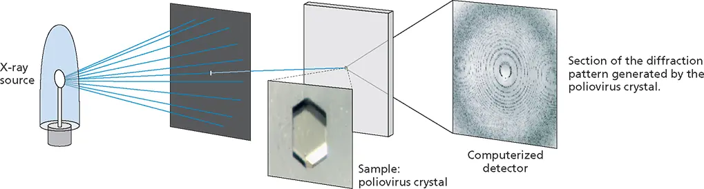 Figure 44 Determination of virus structure by Xray diffraction This method - фото 101