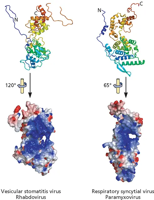 Figure 421 Conserved organization of the RNApackaging proteins of - фото 124