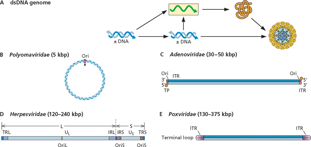 Figure 32 Structure and expression of viral doublestranded DNA genomes - фото 67