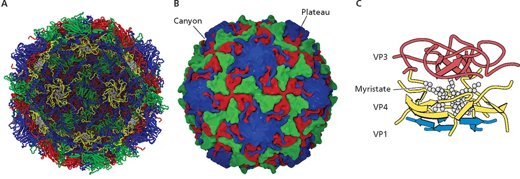 Figure 413 Interactions among the proteins of the poliovirus capsid ARibbon - фото 114
