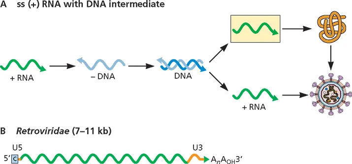 Figure 37Structure and expression of viral singlestranded RNA genomes - фото 73