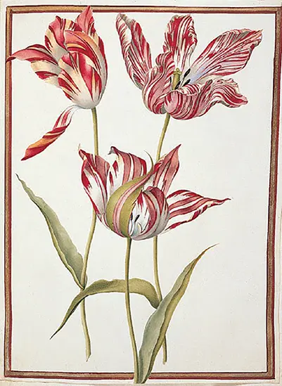 Figure 14 Three Broken Tulips A painting by Nicolas Robert 16241685 now - фото 12