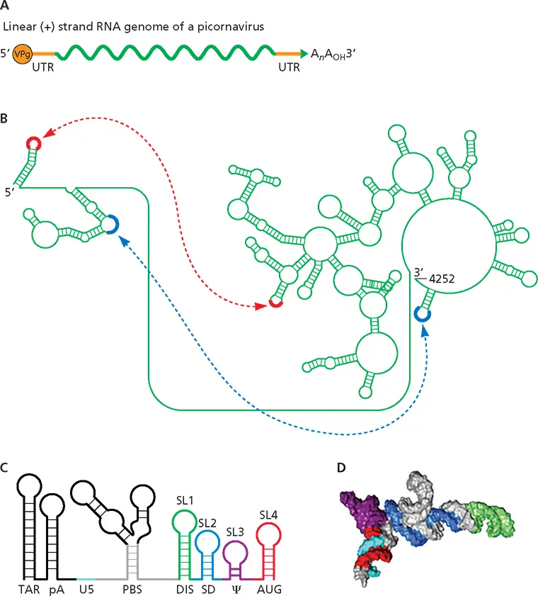 Figure 39 Genome structures in cartoons and in real life ALinear - фото 75