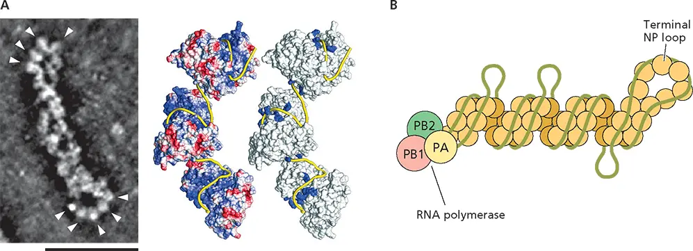 Figure 48 Structure of an influenza A virus ribonucleoprotein ALeft - фото 106
