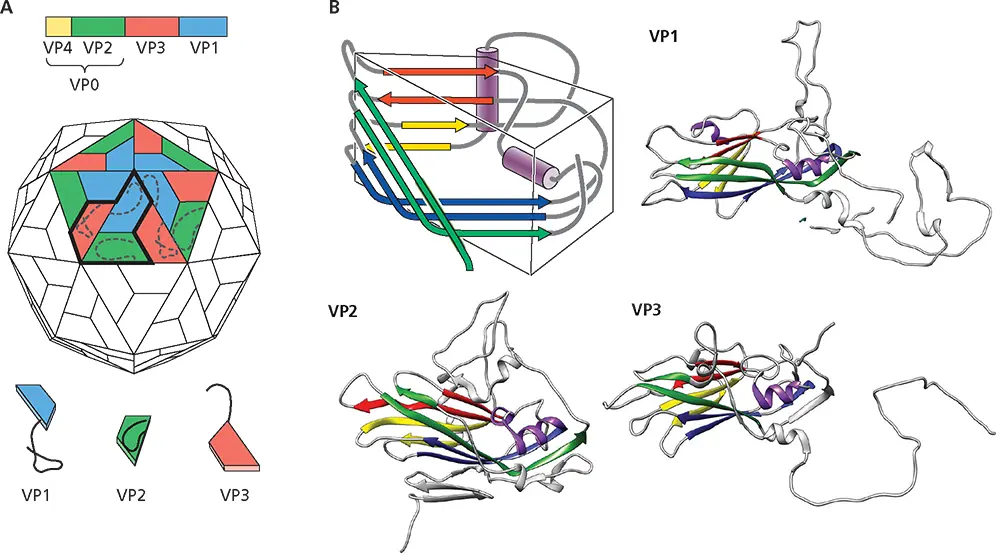 Figure 412 Packing and structures of poliovirus proteins AThe packing of - фото 112