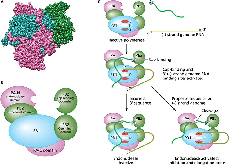 Figure 612 Activation of the influenza virus RNA polymerase by specific virion - фото 185