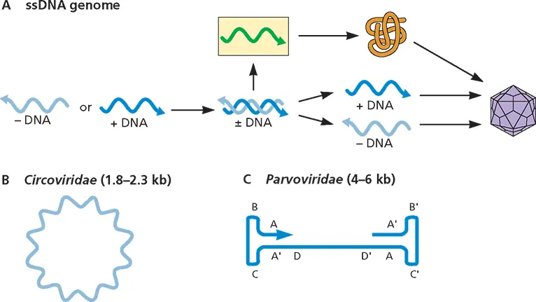 Figure 34Structure and expression of viral singlestranded DNA genomes - фото 69
