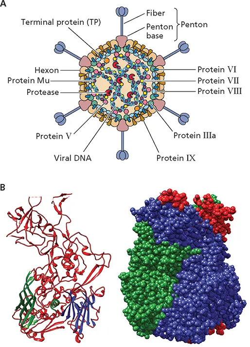 Figure 415 Structural features of adenovirus particles AThe organization of - фото 116