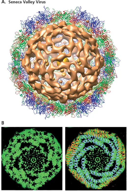 Figure 419 Ordered RNA genomes in small and large icosahedral virus particles - фото 121