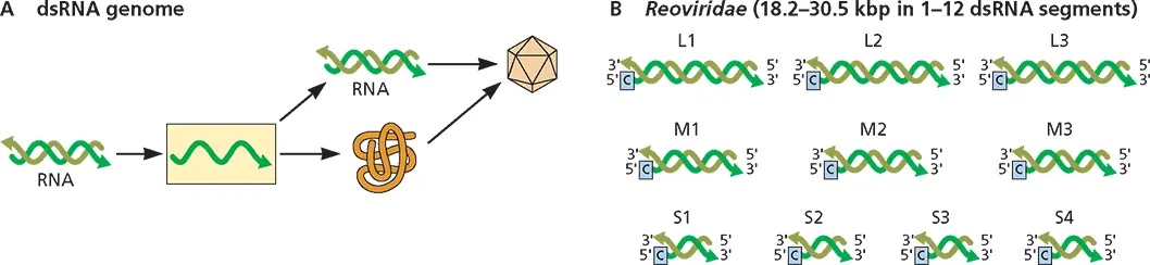 Figure 35Structure and expression of viral doublestranded RNA genomes - фото 70