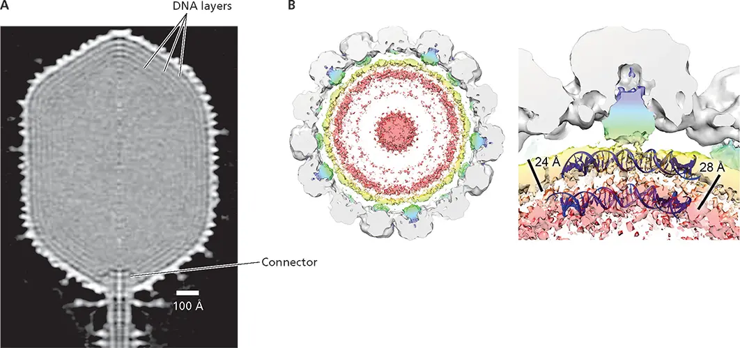 Figure 420 Packing of doublestranded DNA genome ADense packing in the head - фото 123