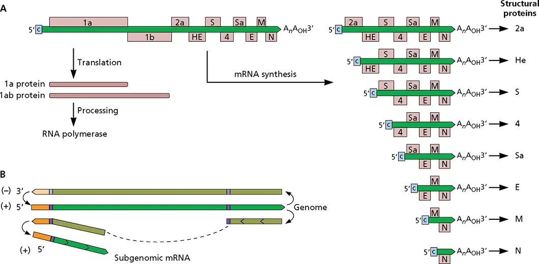 Figure 618 Nidoviral genome organization and expression AOrganization of - фото 191