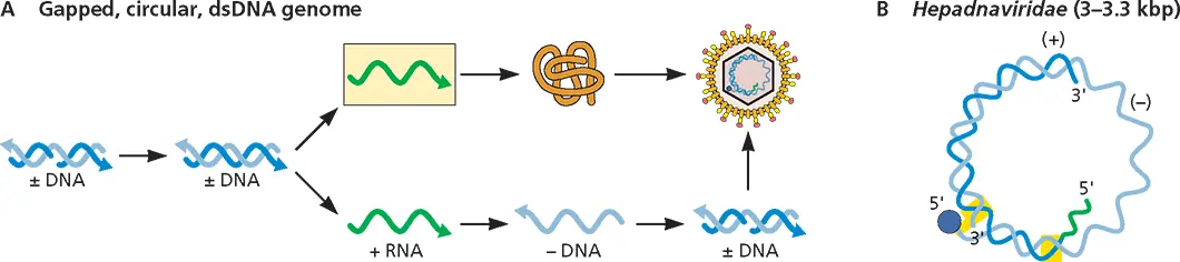Figure 33Structure and expression of viral gapped circular doublestranded - фото 68