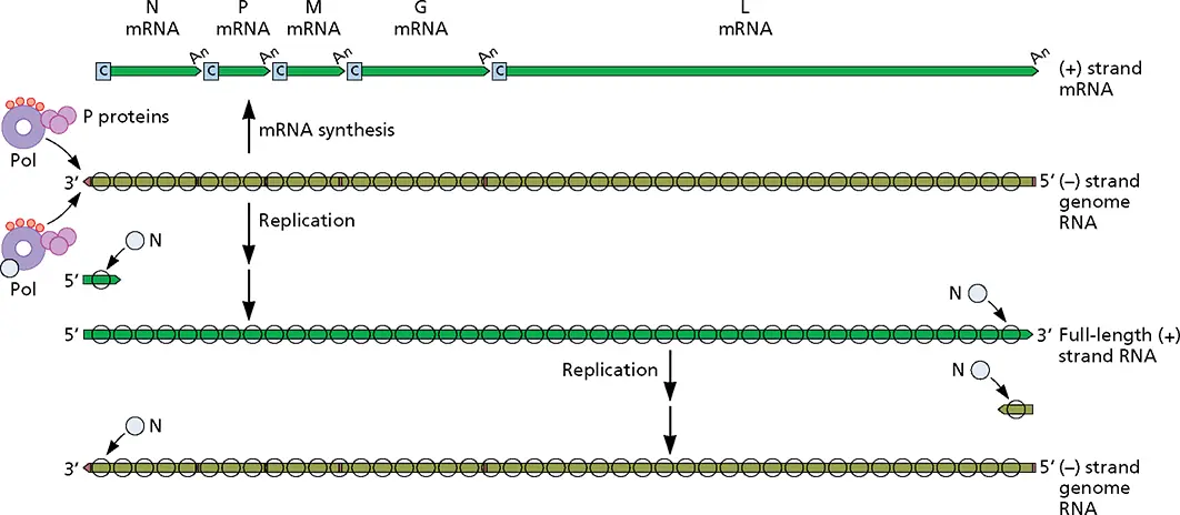 Figure 619 Vesicular stomatitis viral RNA synthesis Viral strand genomes - фото 192