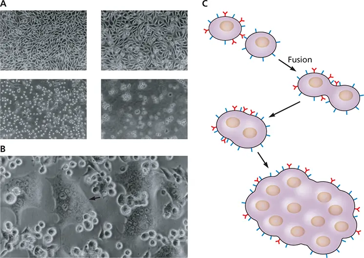 Figure 25 Development of cytopathic effect ACell rounding and lysis during - фото 37