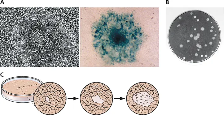 Figure 27 Plaques formed by different animal viruses APhotomicrograph of a - фото 39